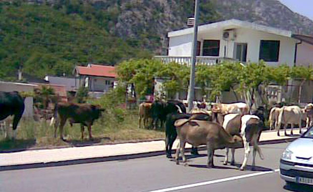 Црногорско приморје: Бикови шетају магистралом!